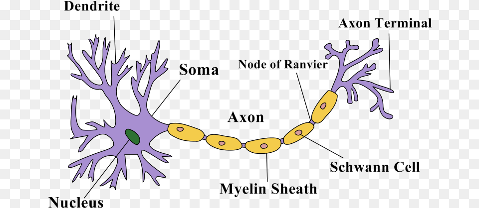 Transparent Neurons Nerves Are Made Up, Accessories, Antler, Jewelry, Necklace Png