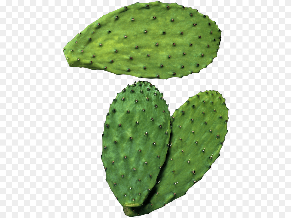 Transparent Nopal, Plant, Cactus Png Image