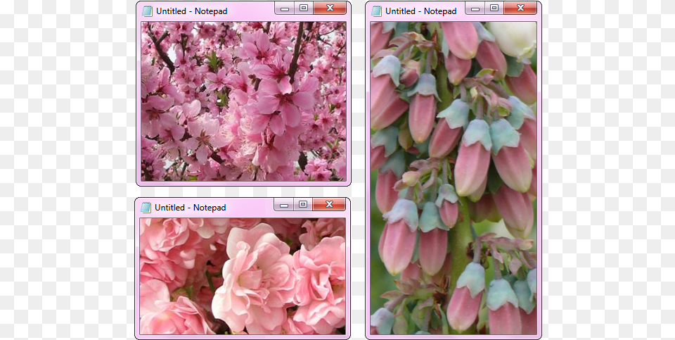 Transparent Notepad Windows Tumblr Notepad, Art, Collage, Flower, Petal Png