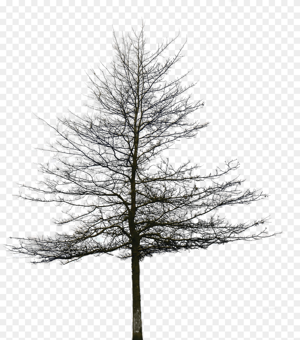 Transparent Oak Tree Clipart Black And White Tree Without Leaves, Fir, Plant, Nature, Night Free Png