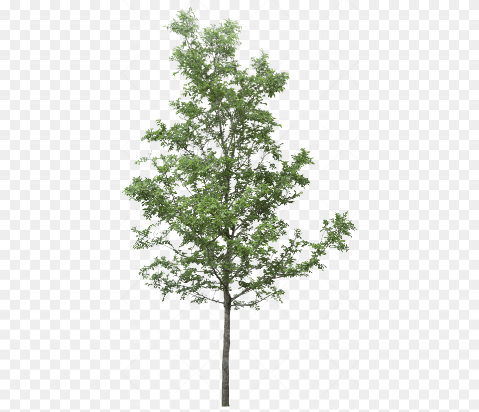 Transparent Oak Trees Tree, Plant, Leaf, Sycamore Png