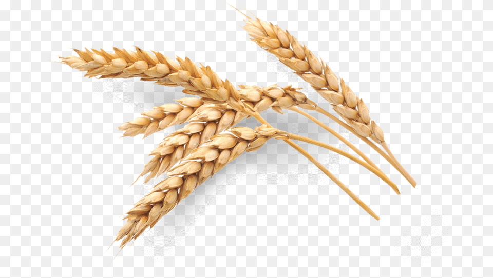 Transparent Oatmeal Wheat Oat, Food, Grain, Produce, Animal Png