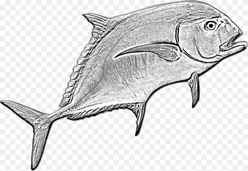 Transparent Ocean Fish Bony Fish, Animal, Sea Life, Tuna, Bonito Png Image