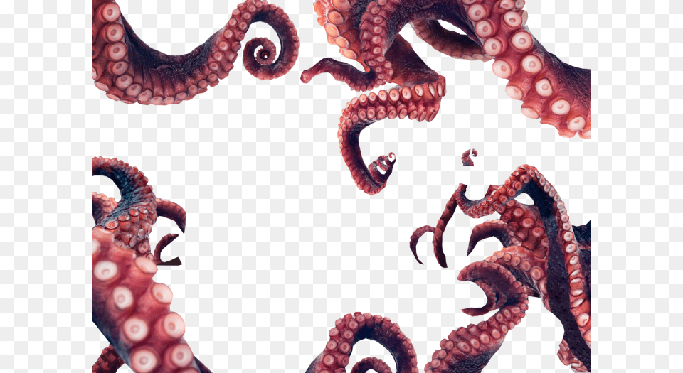 Octopus Tentacles, Animal, Sea Life, Invertebrate Free Transparent Png