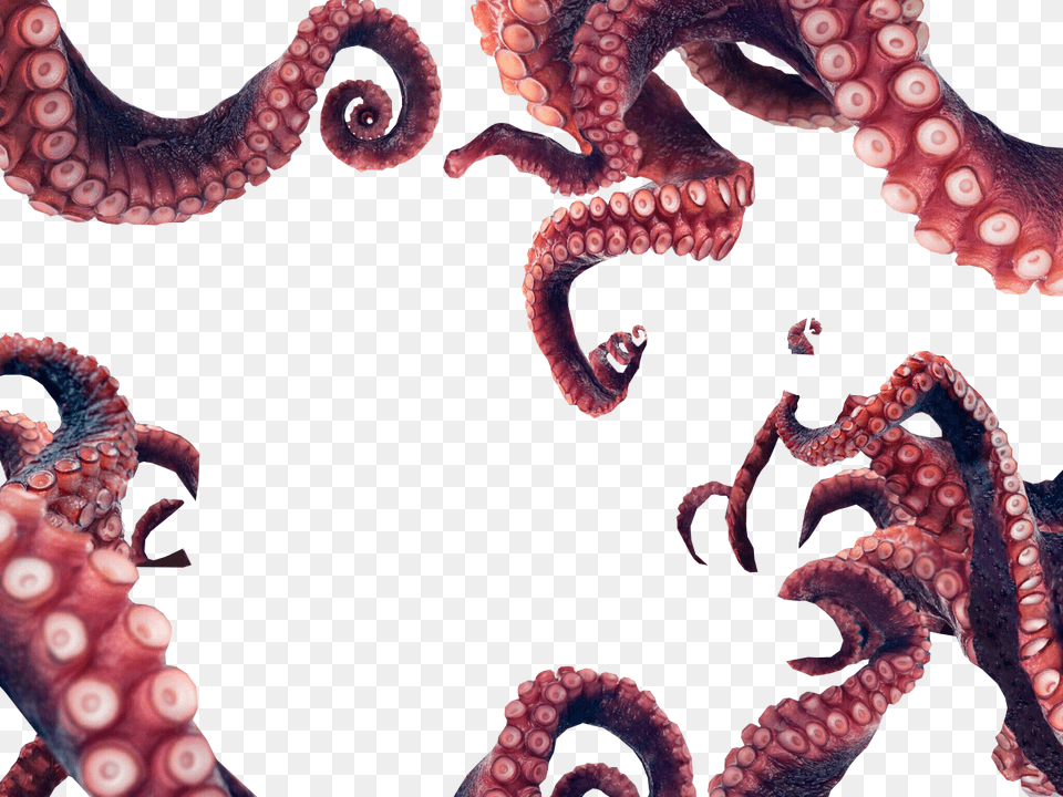 Transparent Octopus Tentacles, Animal, Sea Life, Invertebrate Png