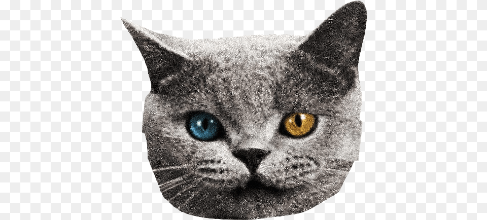 Odd Future Odd Future Tron Cat Sticker, Animal, Mammal, Pet, Snout Free Transparent Png