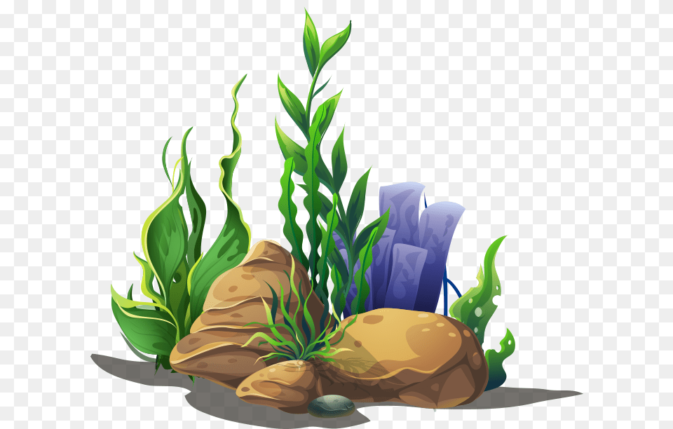 Transparent Office Plant Sea Weeds Clipart, Water, Herbs, Herbal, Aquatic Png