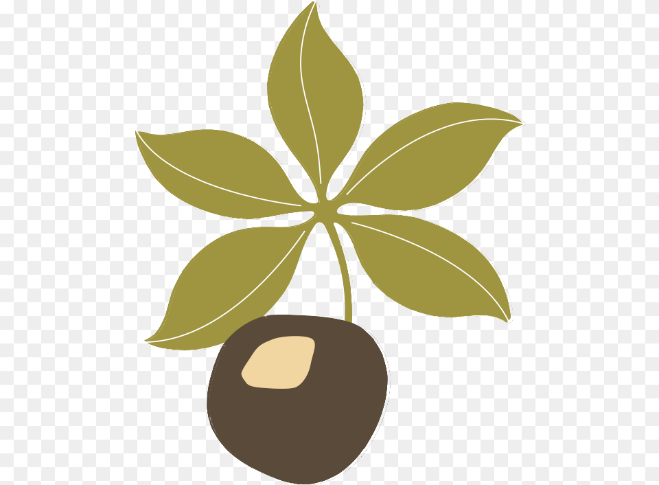 Transparent Ohio Clipart Black And White Buckeye Leaf, Plant, Food, Fruit, Produce Free Png