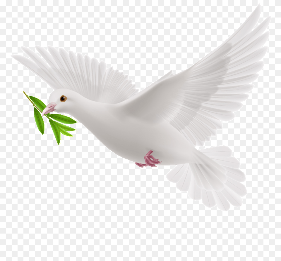 Transparent Olive Branch Clipart White Flying Pigeon, Animal, Bird, Dove Free Png