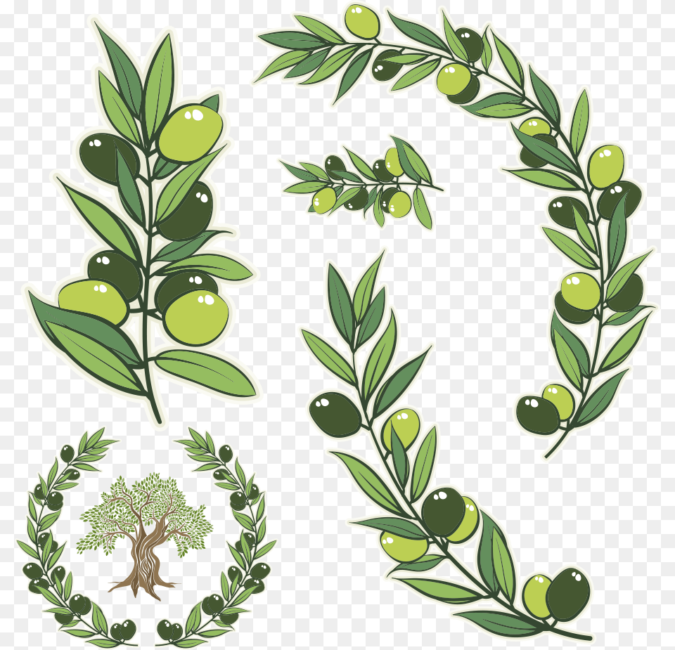 Transparent Olive Branches Clipart Olive Tree Illustration Vector, Art, Potted Plant, Plant, Pattern Png Image