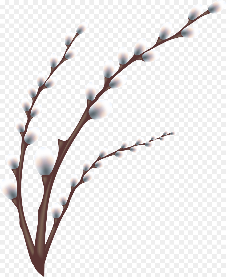 Transparent Olive Branches Willow Tree Branch Transparent, Flower, Plant, Accessories, Art Free Png Download