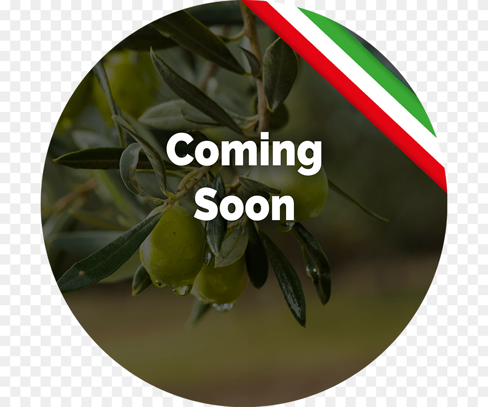 Olive Tree Bigger An Better Things, Food, Fruit, Leaf, Plant Free Transparent Png
