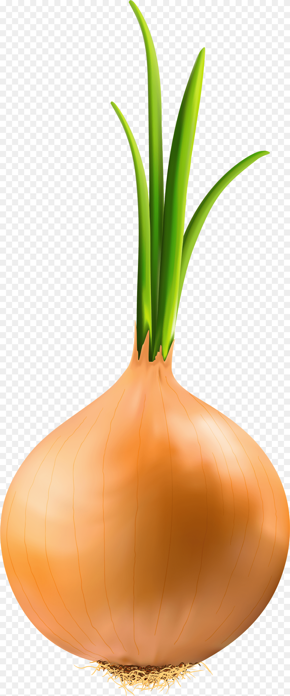 Transparent Onion Clipart Background, Food, Produce, Plant, Vegetable Free Png