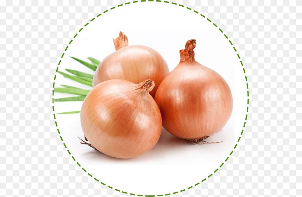 Transparent Onion Plant, Food, Produce, Vegetable, Shallot Free Png