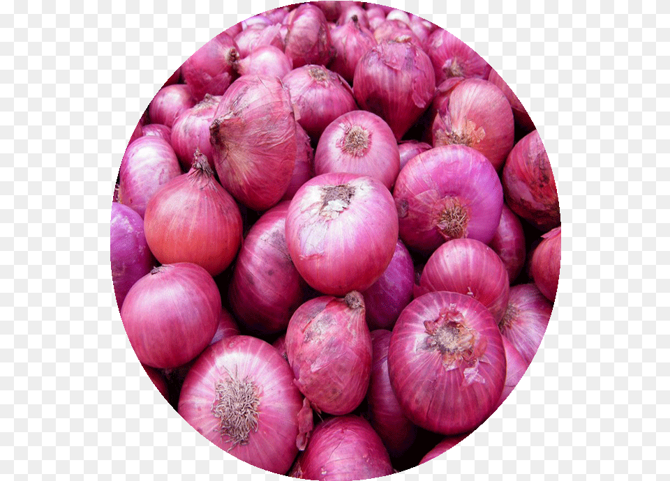 Onions Clipart Onion Karnataka, Food, Produce, Plant, Vegetable Free Transparent Png