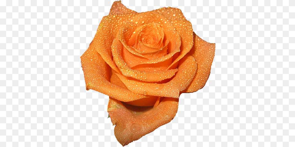 Transparent Orange Flowers, Flower, Plant, Rose, Petal Png