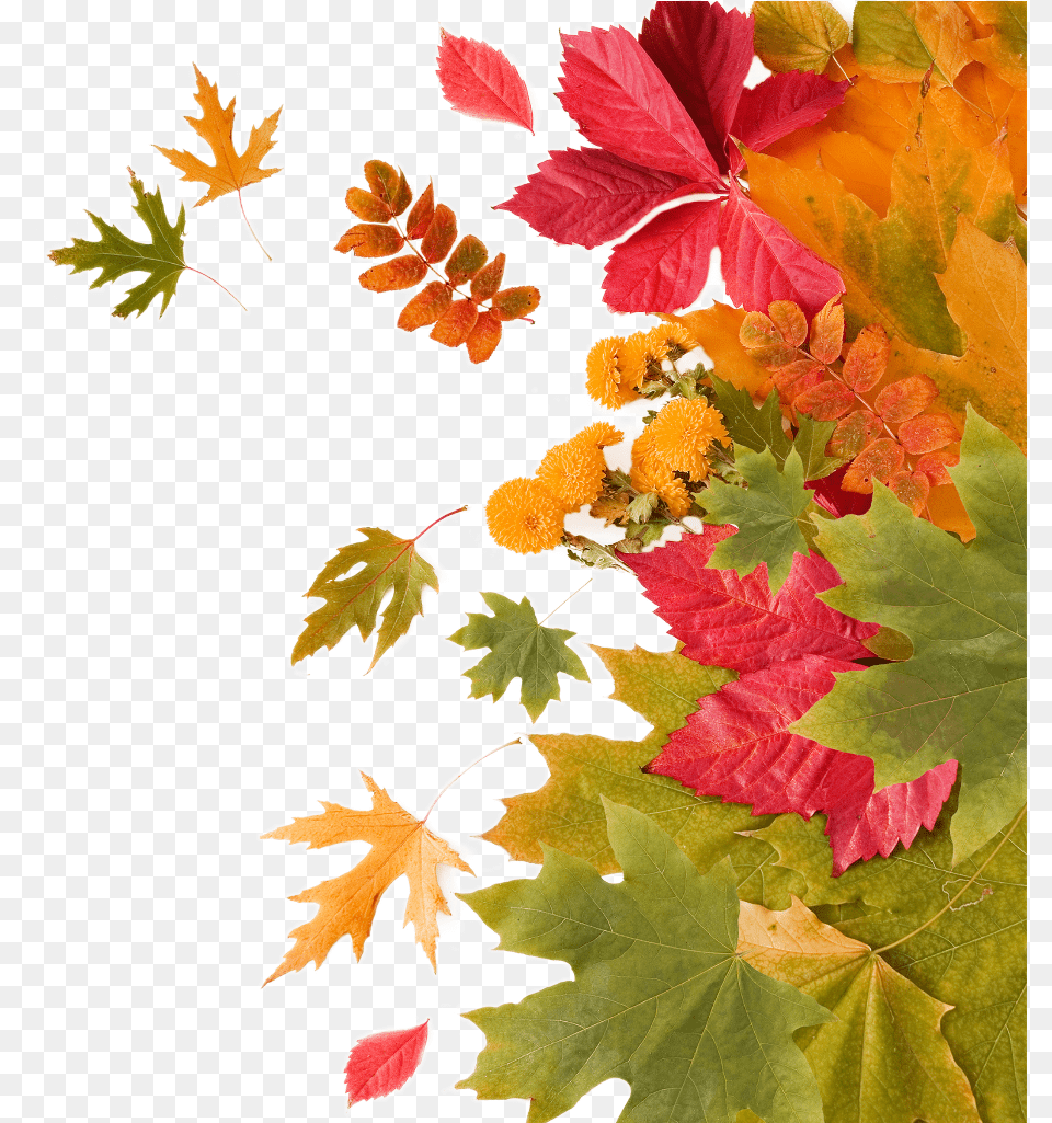 Transparent Orange Leaf, Maple, Plant, Tree, Maple Leaf Free Png