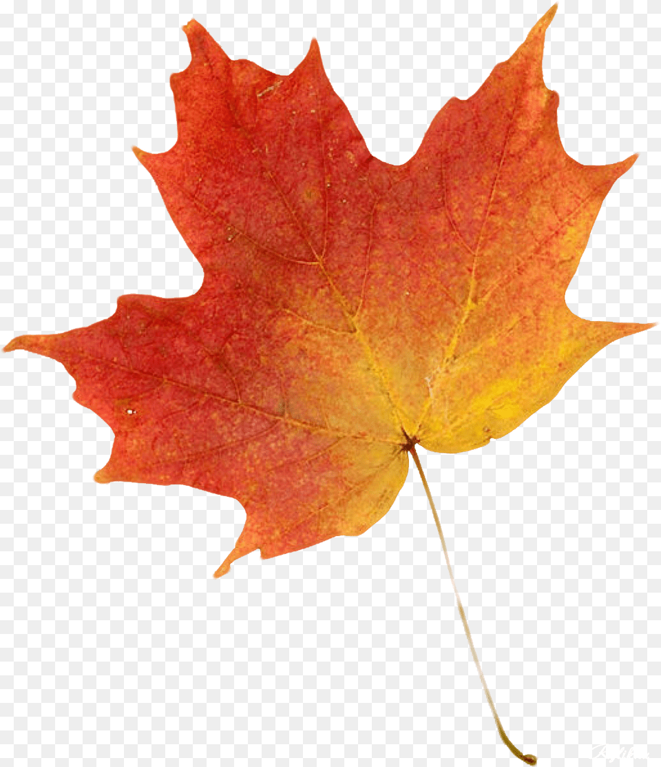 Orange Leaf Autumn Leaf Plant, Tree, Maple, Maple Leaf Free Transparent Png