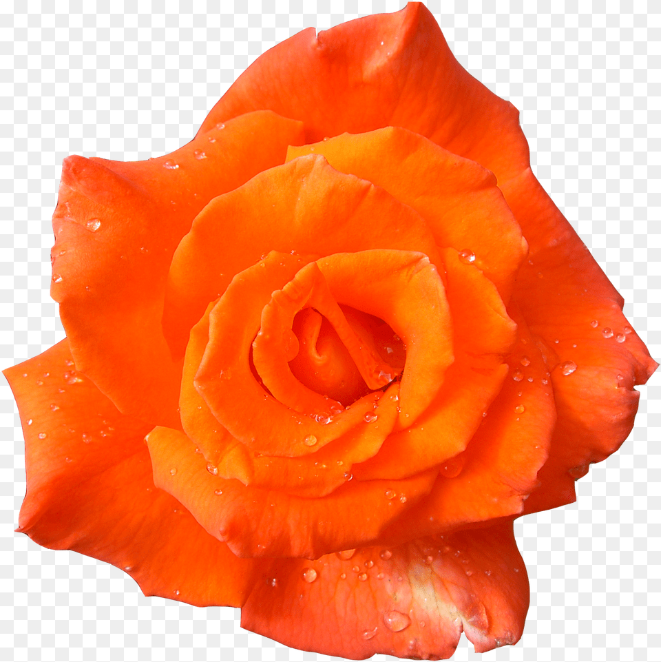 Transparent Orange Rose Orange Flowers With Transparent Background, Flower, Plant, Petal Free Png Download