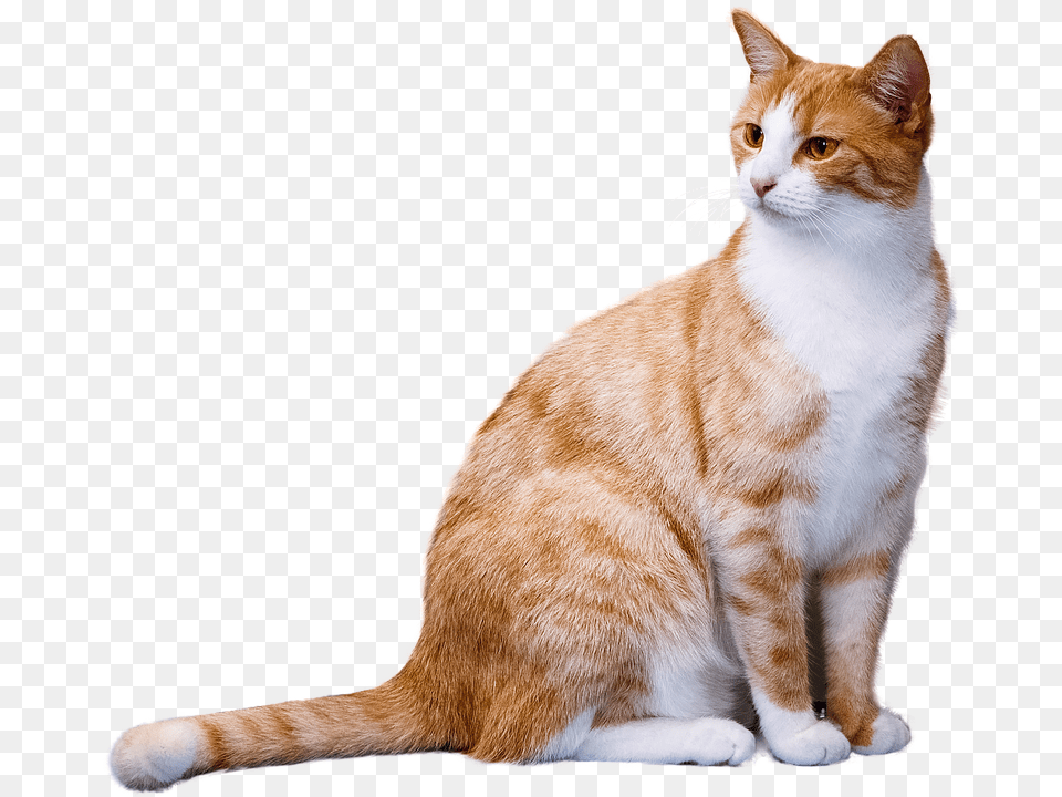 Transparent Orange Tabby Cat Clipart Orange And White Cat, Animal, Mammal, Manx, Pet Png