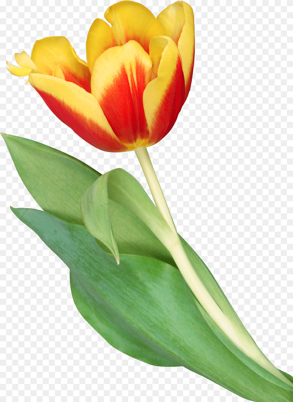 Transparent Orange Tulip Png Image
