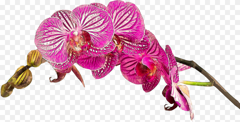 Transparent Orchid Flower Happy Birthday Wishes With Orchids, Plant, Geranium Free Png