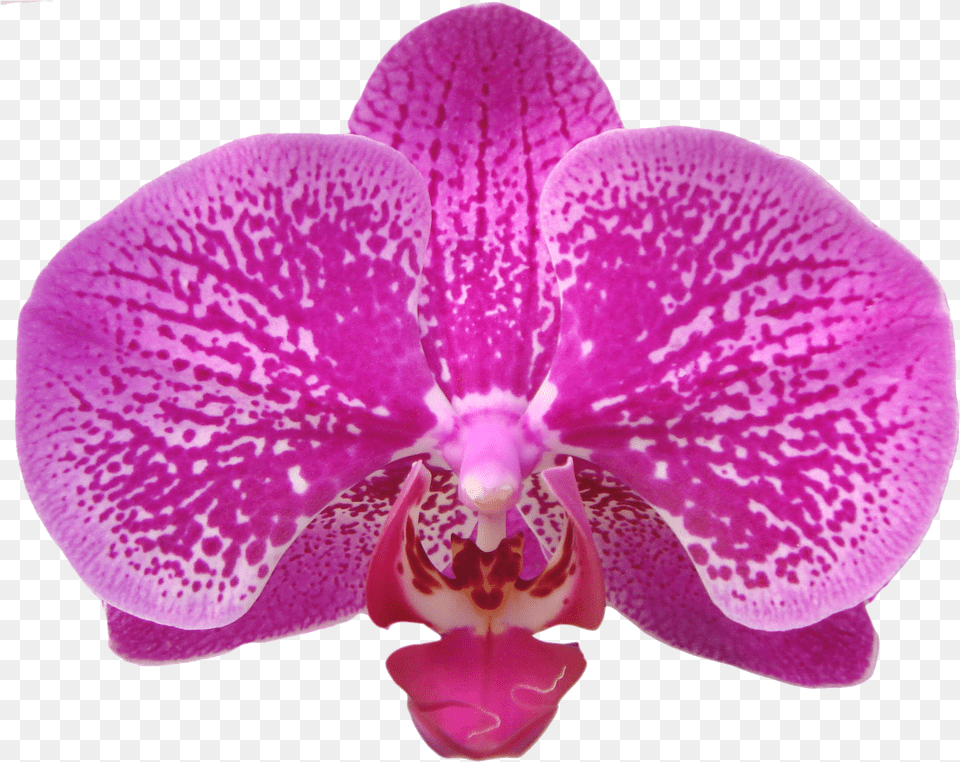 Transparent Orchids Orchids Of The Philippines, Flower, Orchid, Plant Free Png