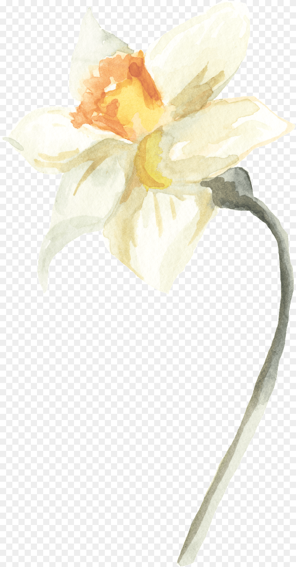 Ornamental For Ice White Stamens Flower, Daffodil, Plant, Person Free Transparent Png