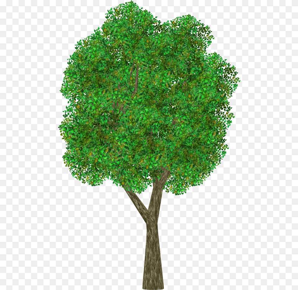 Transparent Ornamental Grass, Tree Trunk, Tree, Oak, Sycamore Free Png