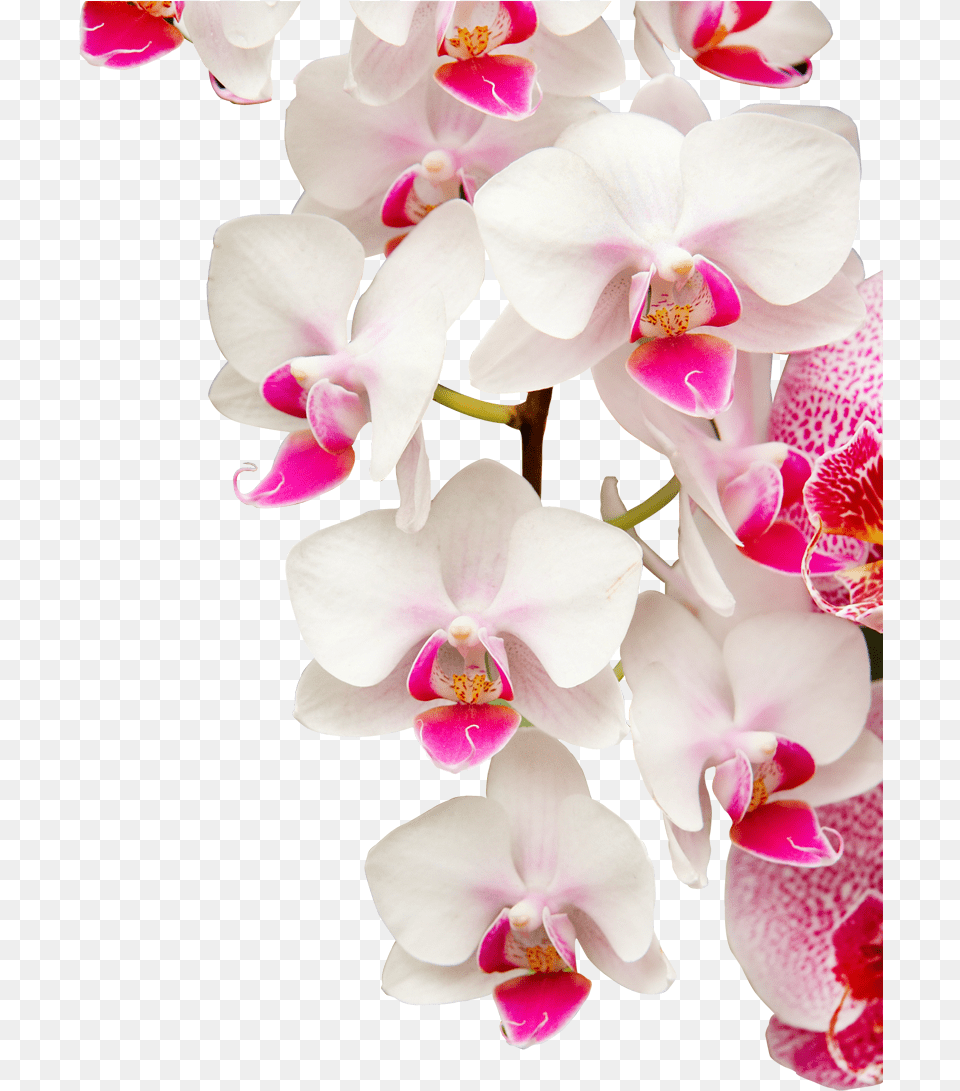 Transparent Orquidea Orchids, Flower, Orchid, Plant Free Png