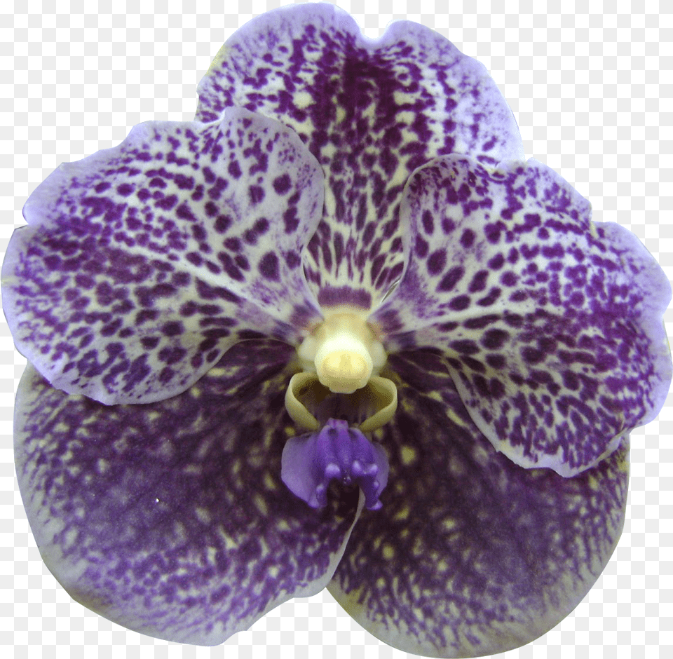 Transparent Orquideas Orchid Flower Singapore Clipart, Plant, Animal, Fish, Sea Life Png