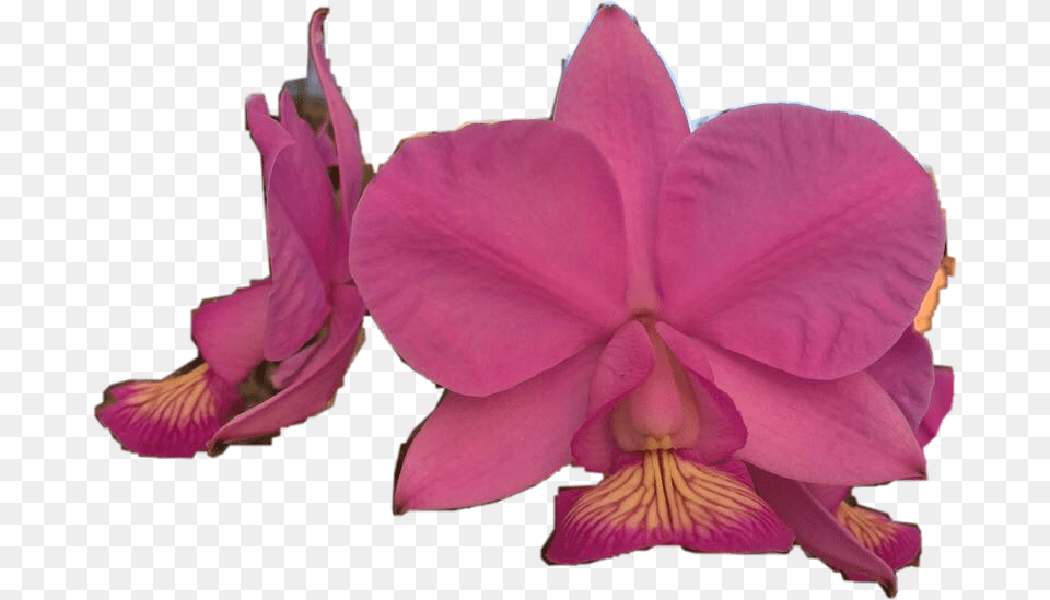 Transparent Orquideas Orchids Of The Philippines, Flower, Plant, Orchid, Petal Png Image