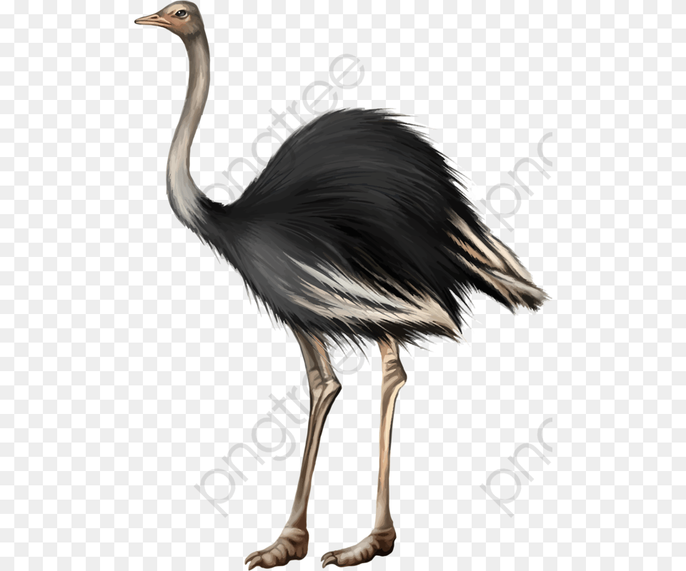 Transparent Ostrich Clipart, Animal, Bird Free Png Download