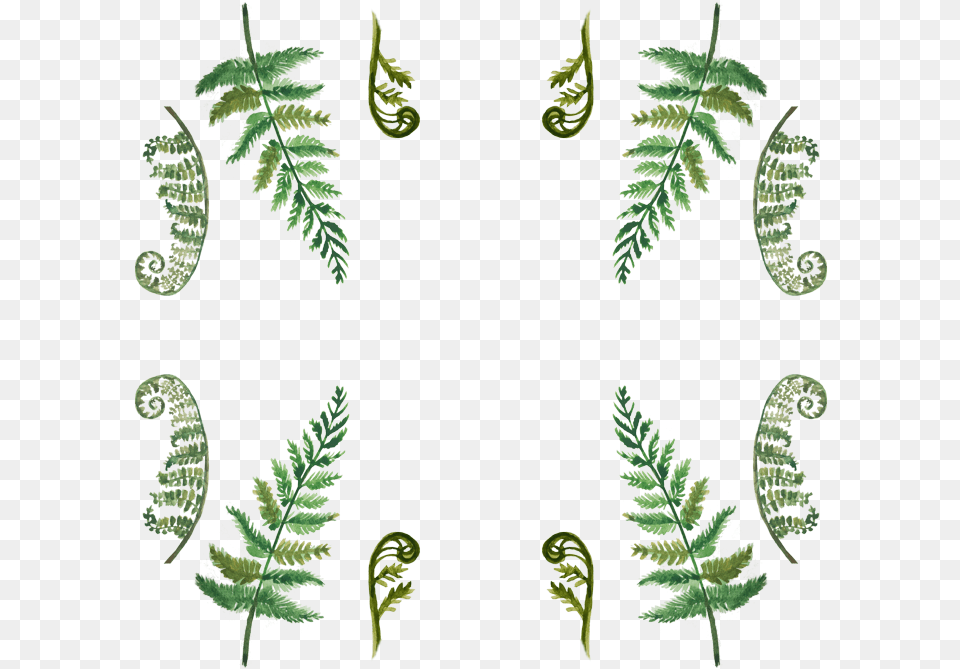 Transparent Ostrich Clipart Fern, Plant Png