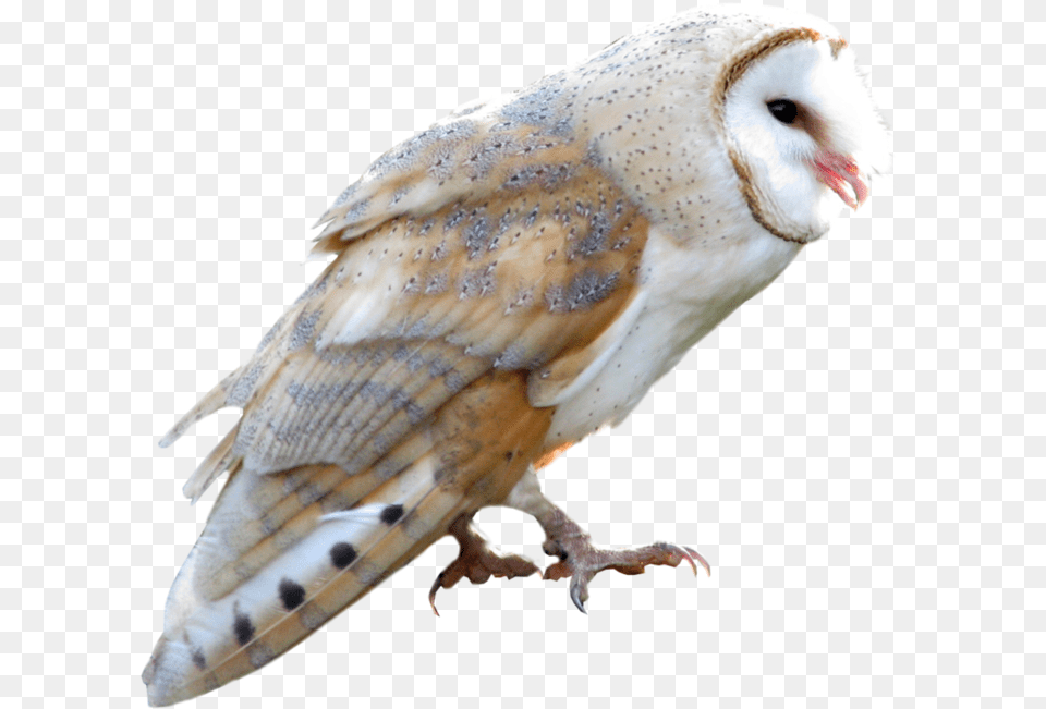 Transparent Owl Flying Barn Owl Transparent Background, Animal, Bird Png