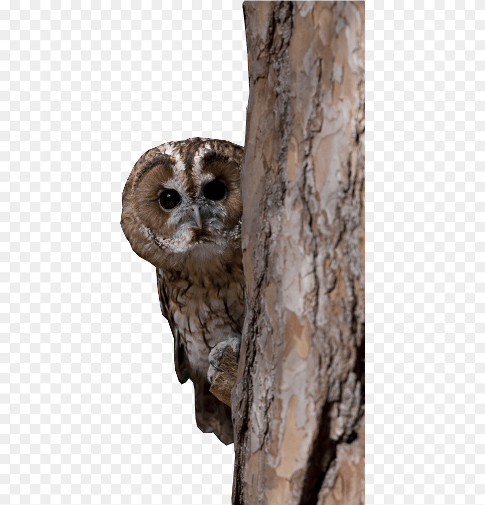 Transparent Owl Flying Western Screech Owl, Animal, Bird, Plant, Tree Free Png