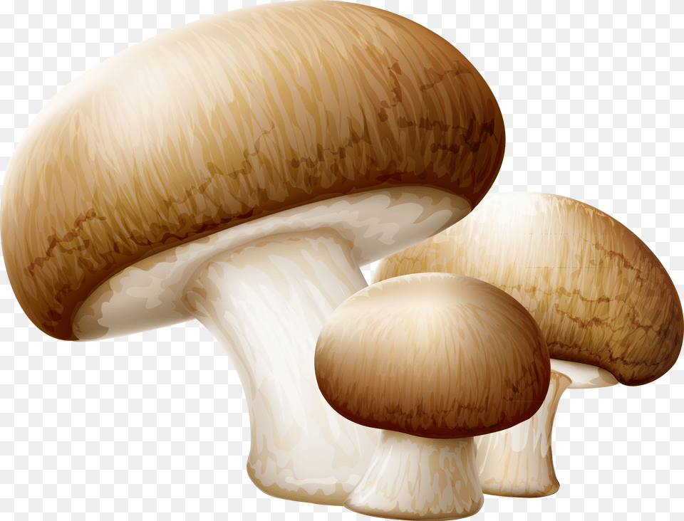 Transparent Oyster Clipart Mushroom Clipart, Fungus, Plant, Agaric, Amanita Png Image