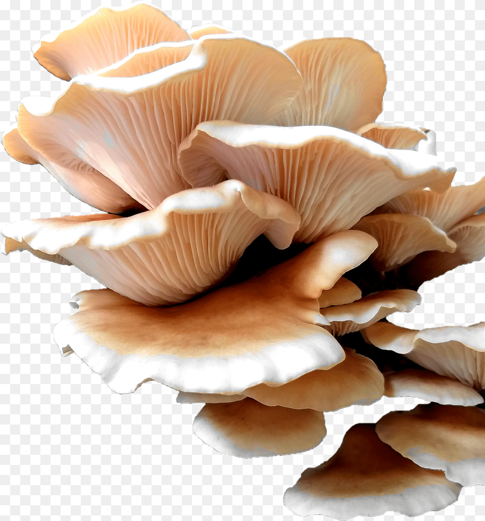 Oyster Mushroom, Ball, Bowling, Bowling Ball, Leisure Activities Free Transparent Png