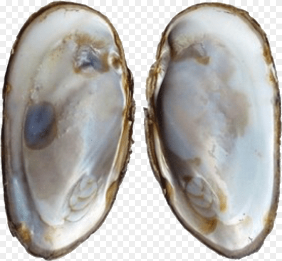 Transparent Oysters Oyster Shell Mother Of Pearl, Animal, Clam, Food, Invertebrate Free Png Download