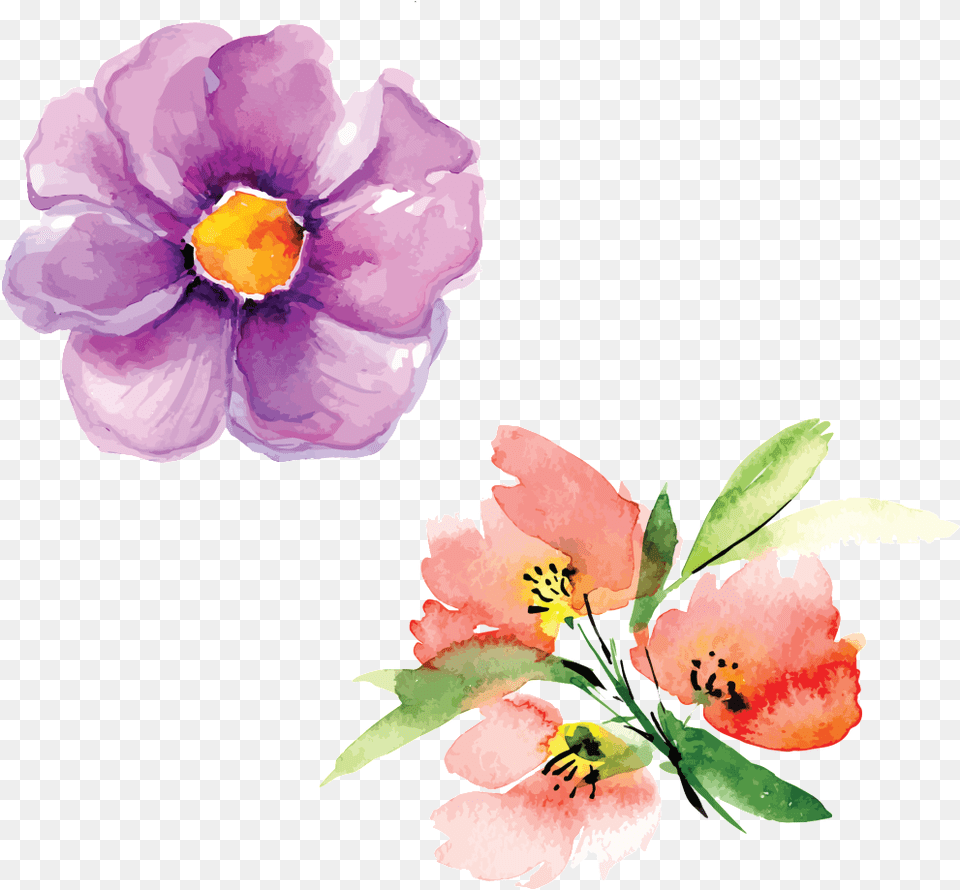 Transparent Painting Flores Painted, Anemone, Anther, Flower, Geranium Free Png
