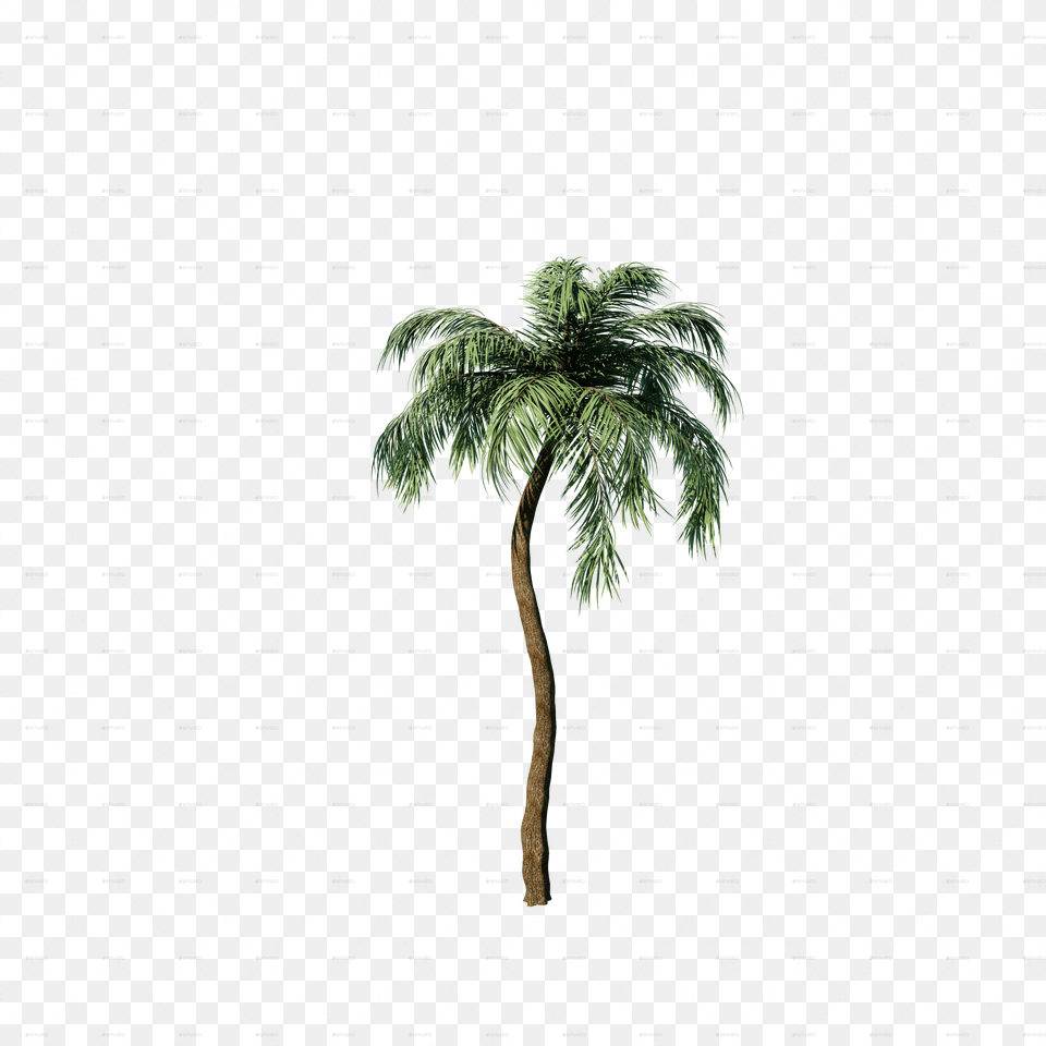 Transparent Palm Borassus Flabellifer, Palm Tree, Plant, Tree, Vegetation Png