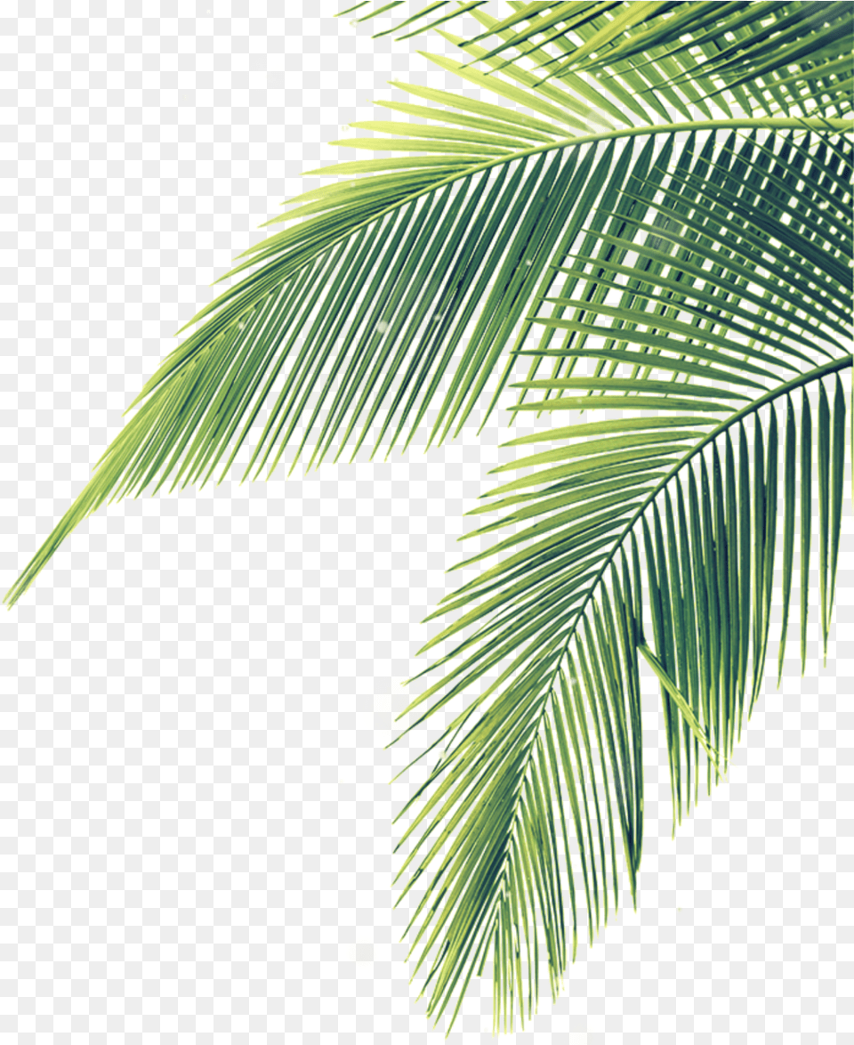 Transparent Palm Branches Clipart Palm Tree Leaves, Vegetation, Tennis Ball, Tennis, Sport Png