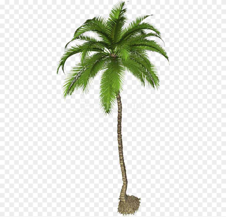 Transparent Palm Coconut Tree Palm Tree, Plant Free Png