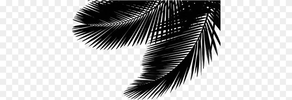 Palm Leaf Image Attalea Speciosa, Silhouette, Art, Nature, Night Free Transparent Png