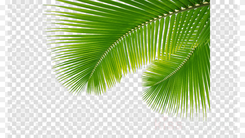 Transparent Palm Leaves, Leaf, Palm Tree, Plant, Summer Free Png Download