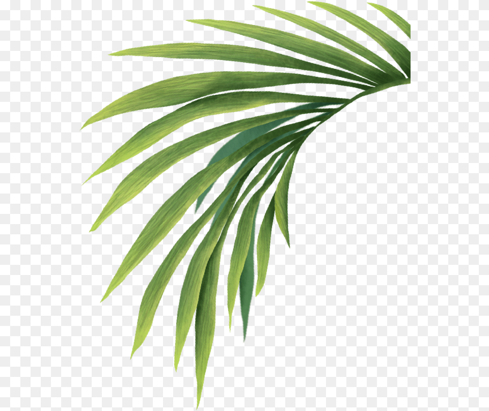 Transparent Palm Leaves, Leaf, Palm Tree, Plant, Tree Free Png