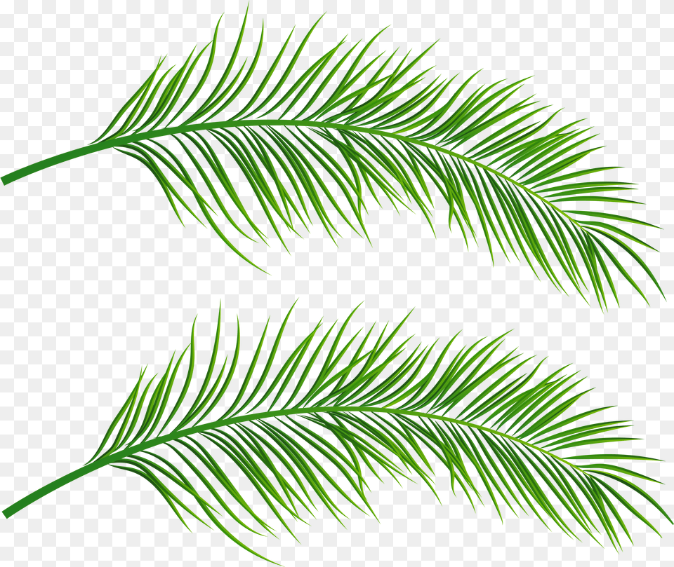 Transparent Palm Leaves Palm Leaves Transparent Background Free Png Download