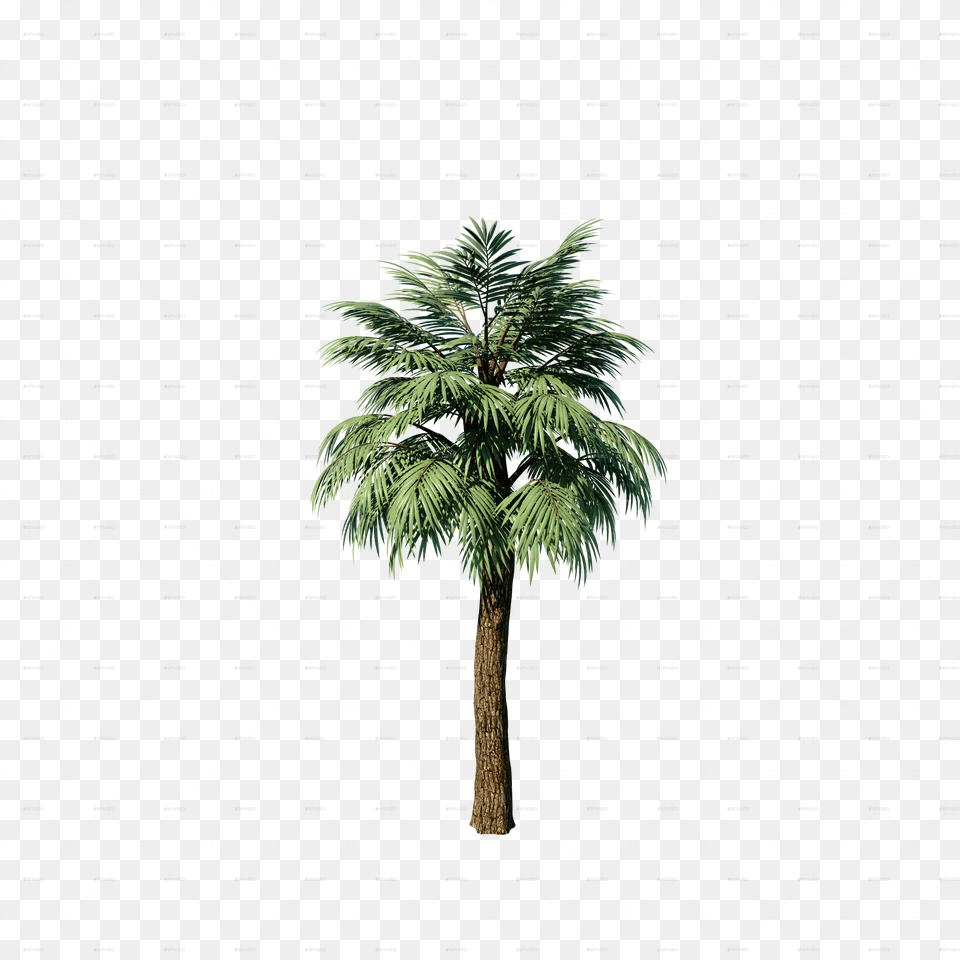 Transparent Palm Plant Attalea Speciosa, Palm Tree, Tree, Vegetation, Conifer Free Png