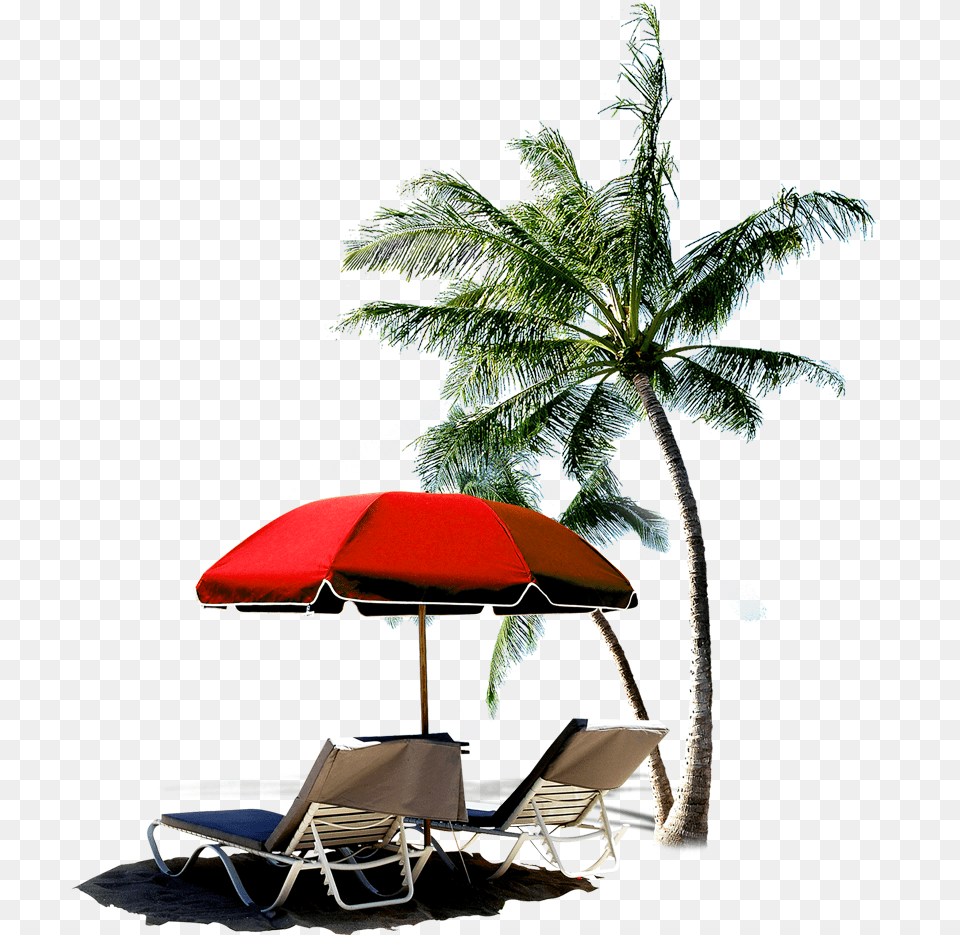 Transparent Palm Tree Beach With Coconut Palms, Plant, Summer, Canopy, Outdoors Png
