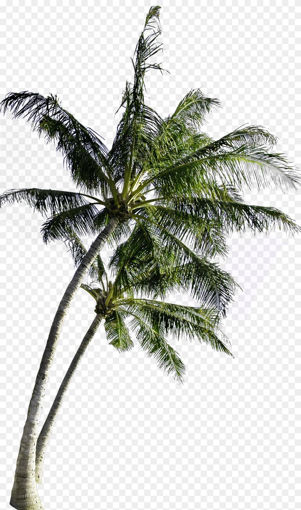 Palm Tree Border Coconut Tree, Palm Tree, Plant, Leaf Free Transparent Png